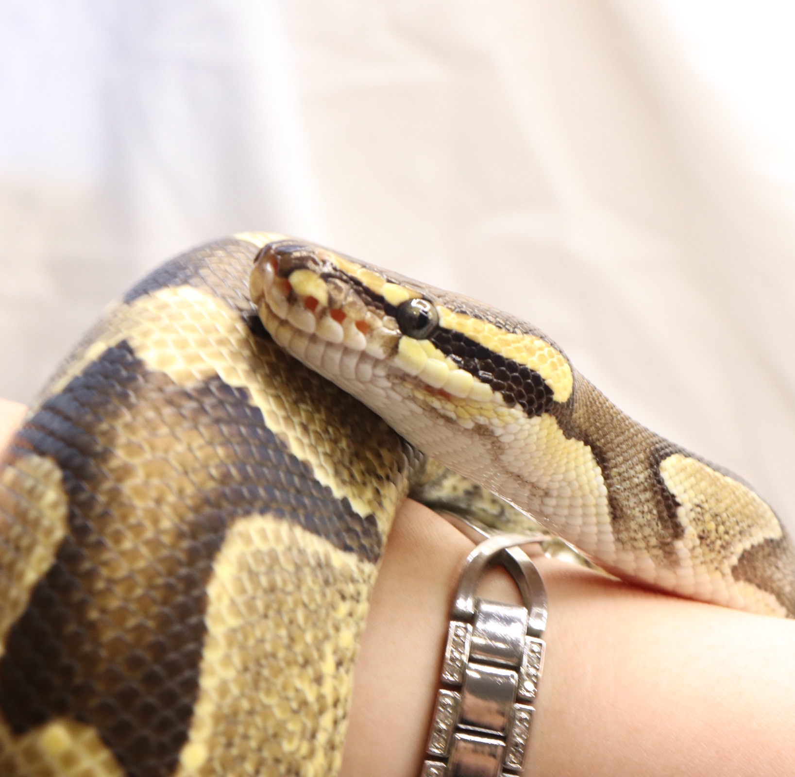 Enchi