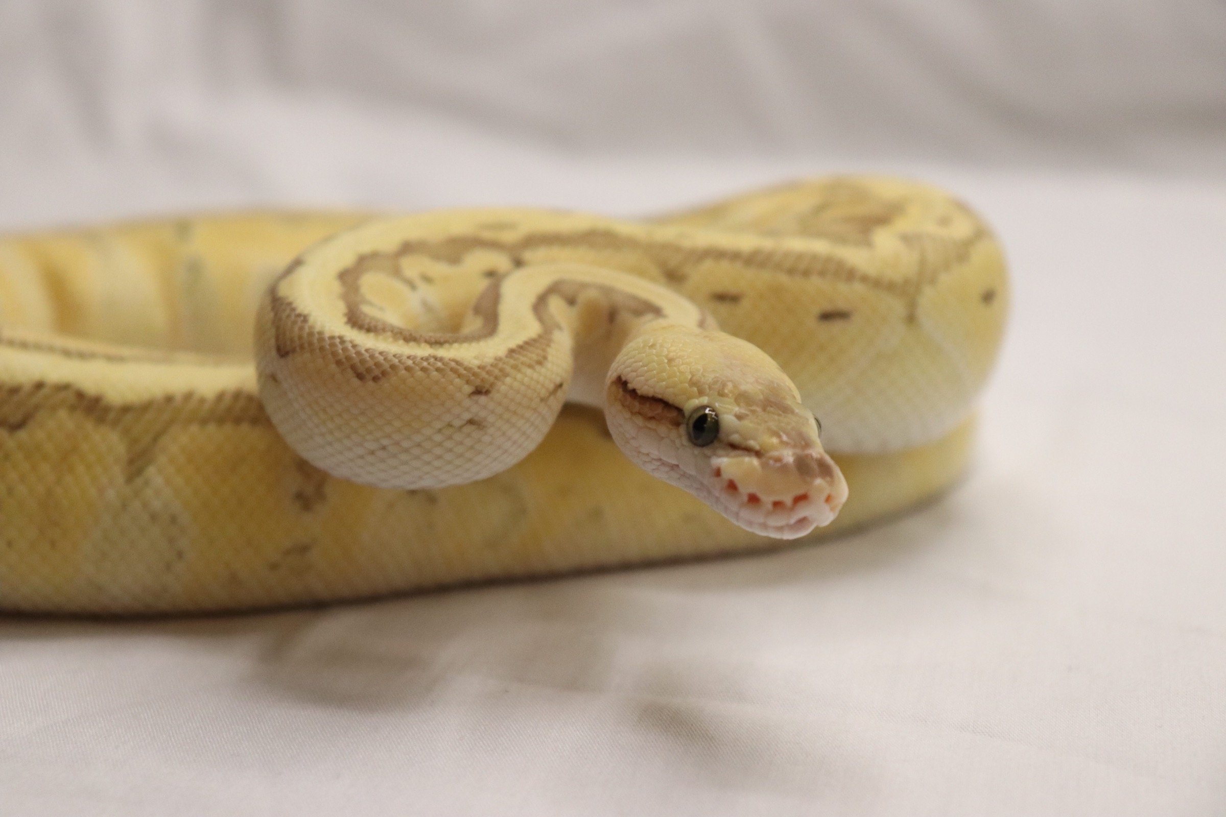 animal image