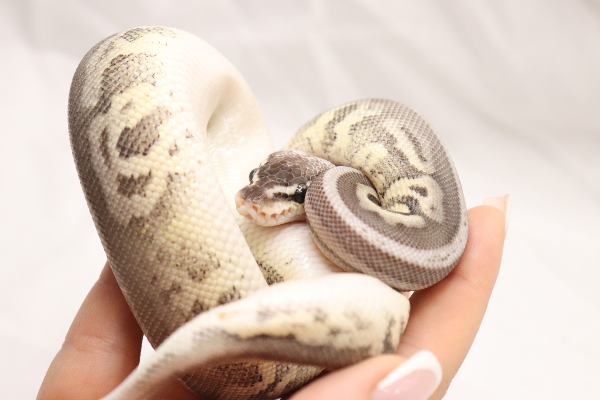 Pastel Leopard Cinnamon