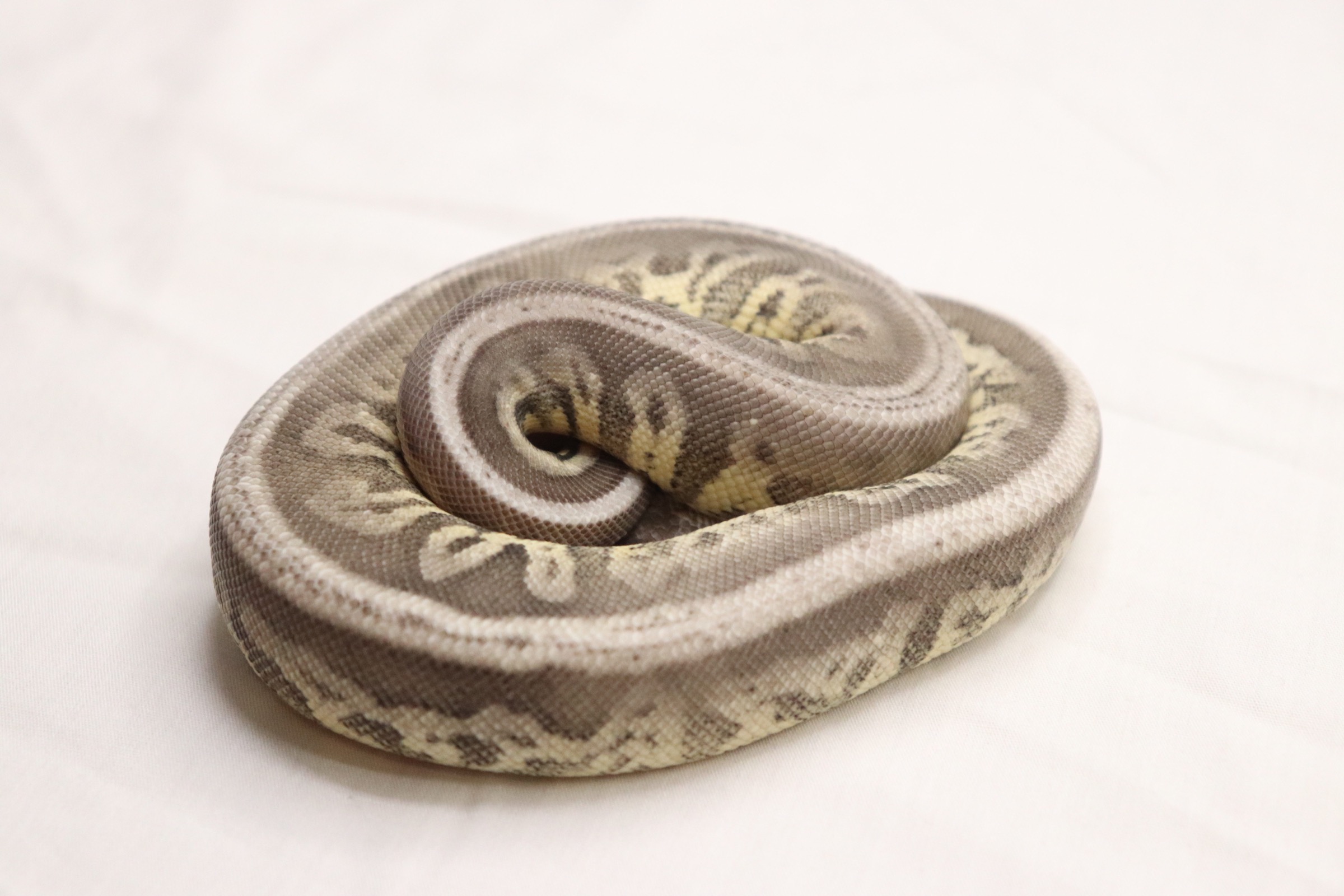 animal image