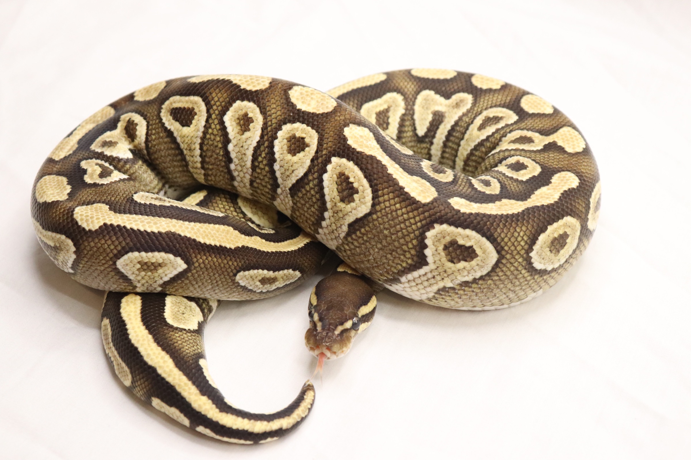 Gravel Mojave