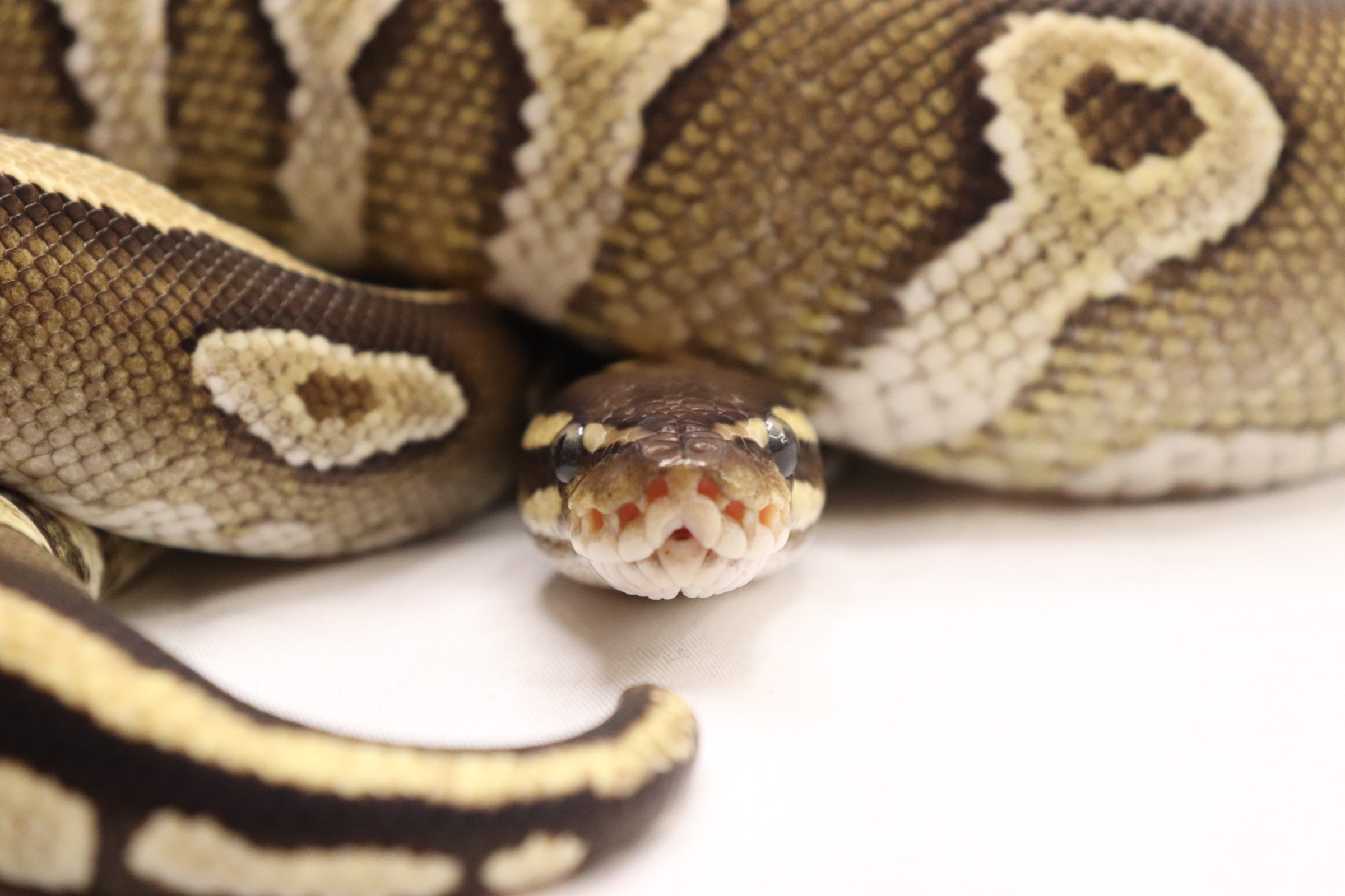 animal image