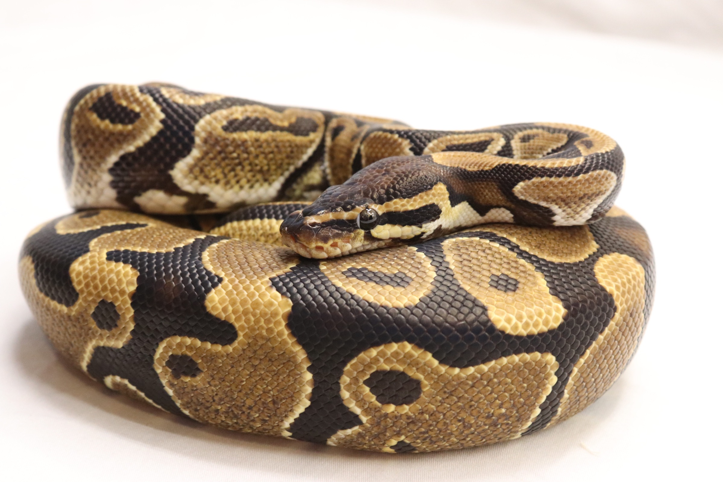 animal image