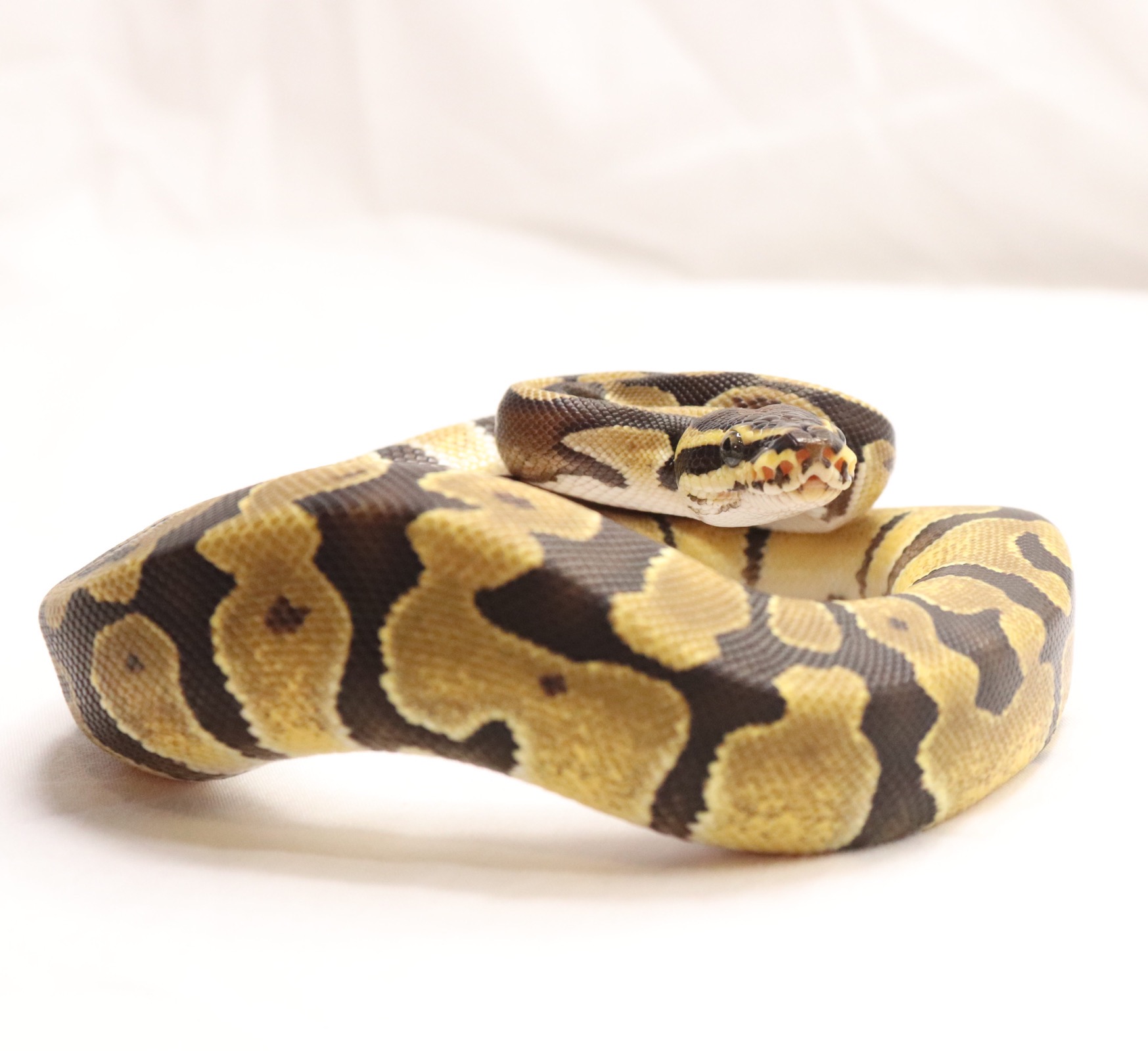 animal image