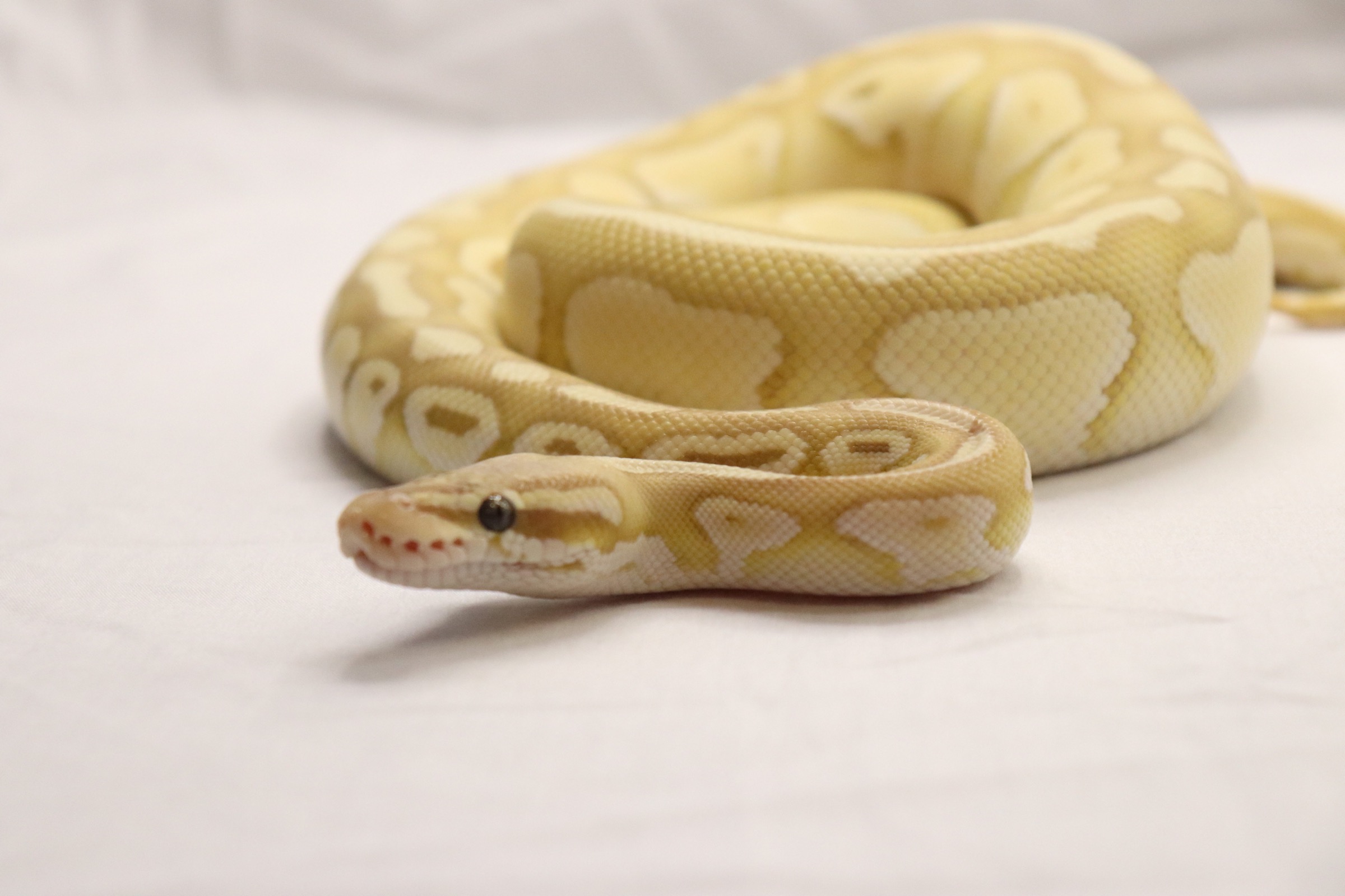 animal image