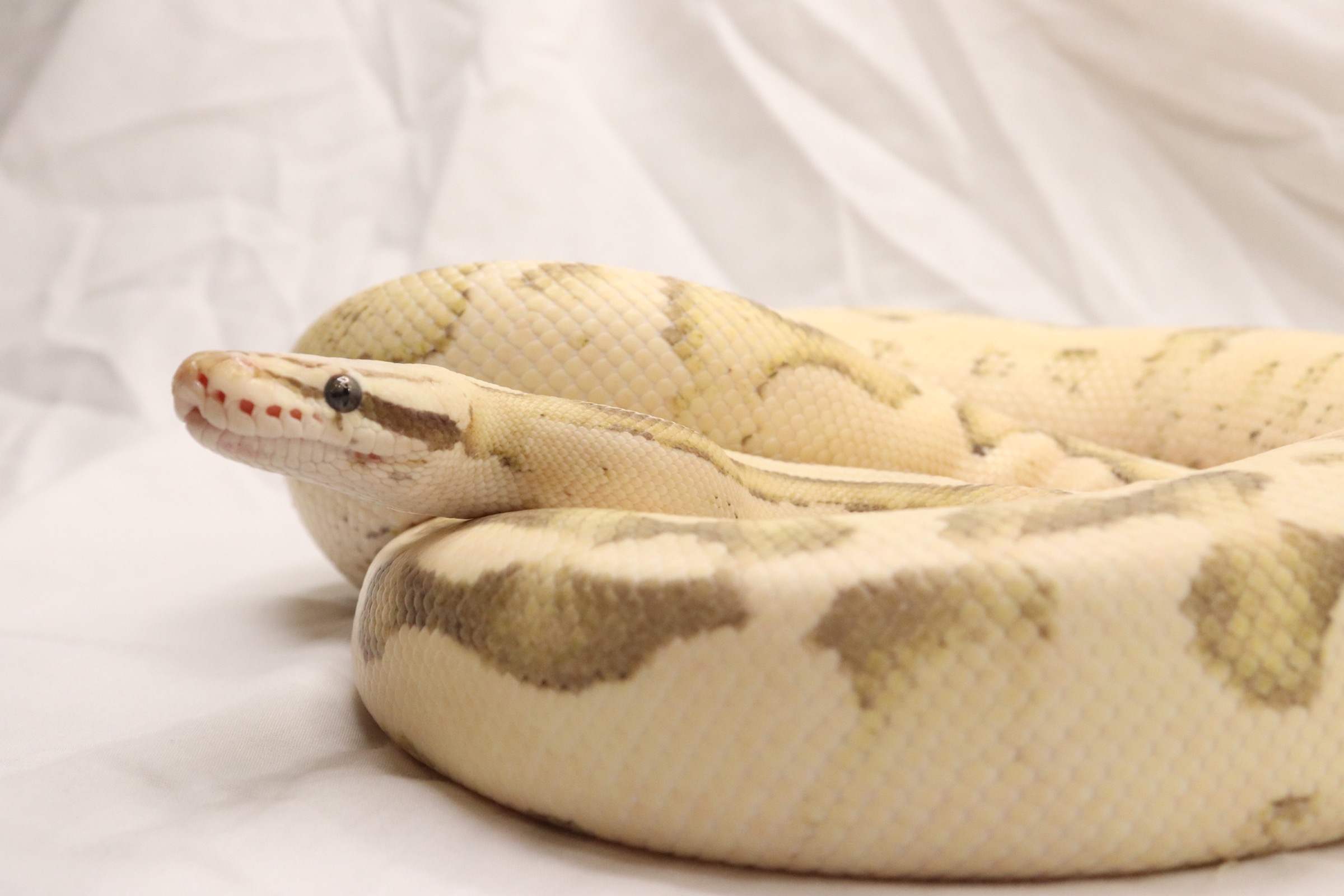 Vanilla scream