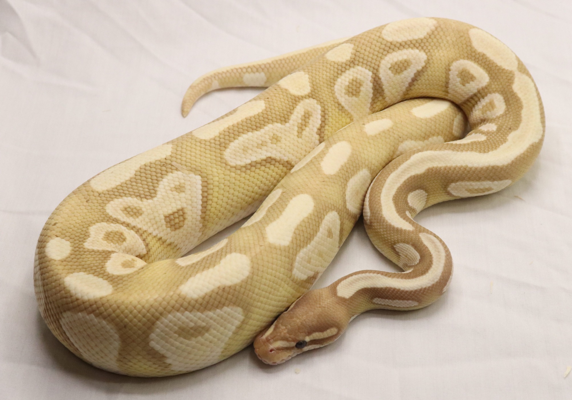 animal image