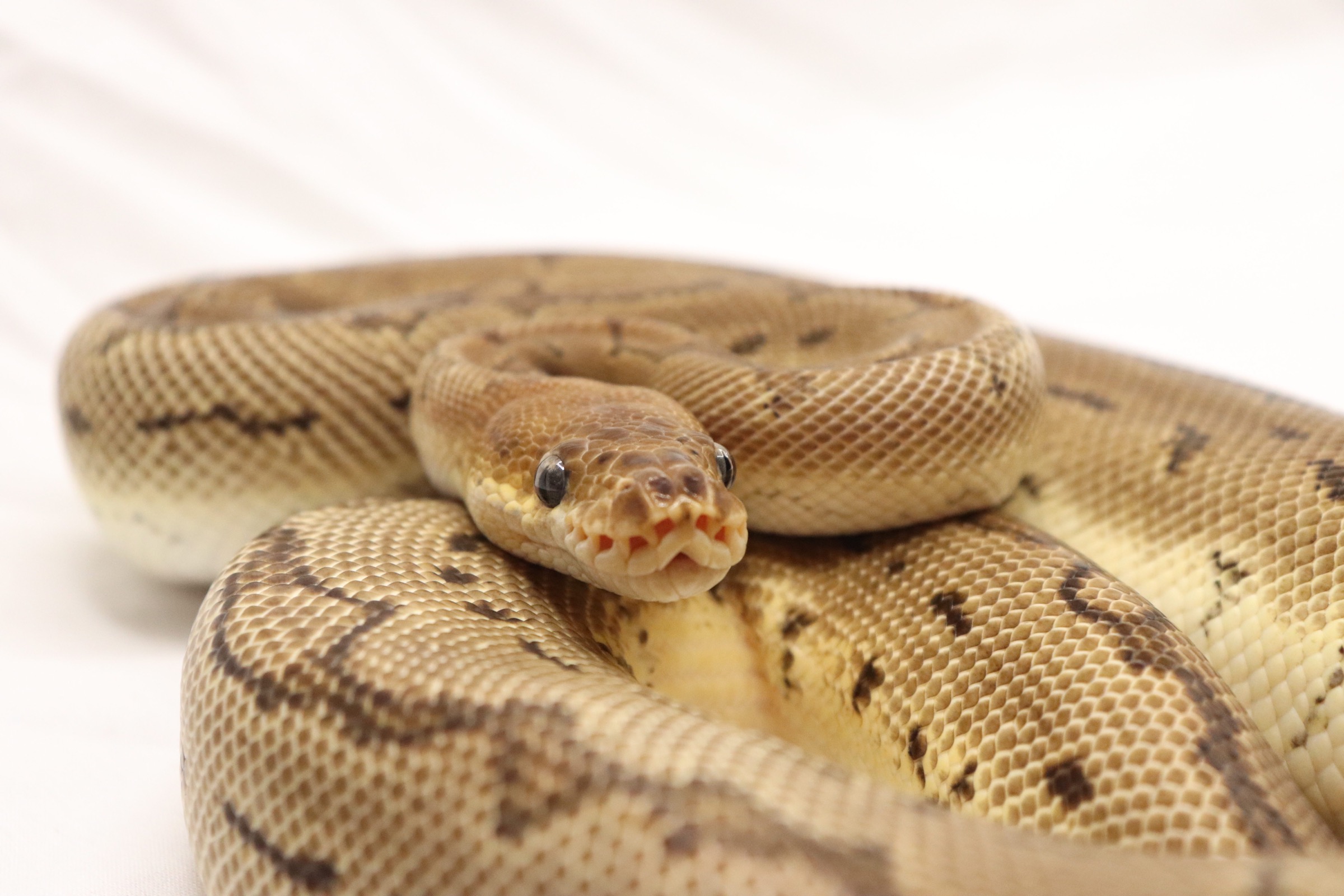 Pinstripe Clown