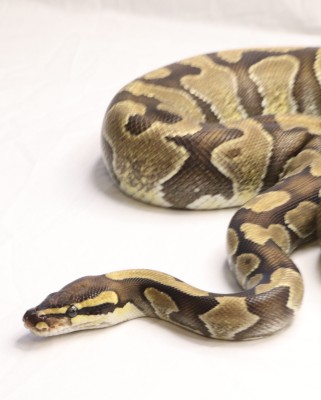 animal image