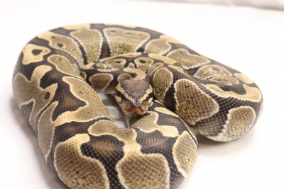 animal image