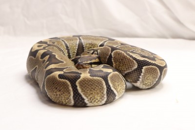 animal image