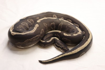 animal image