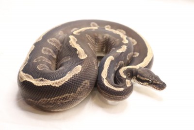 animal image