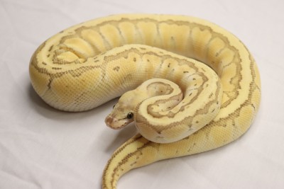 animal image