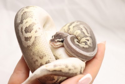 animal image