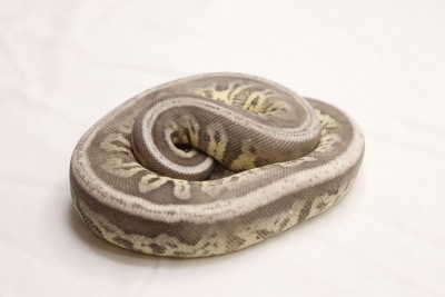 animal image