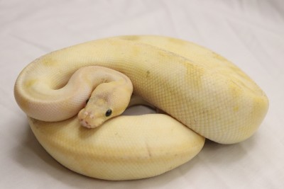 animal image