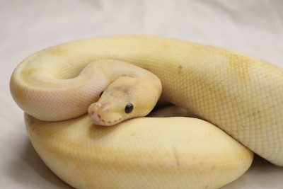 animal image