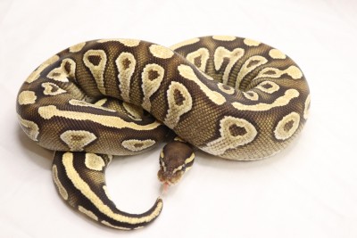 animal image