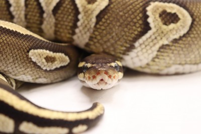 animal image