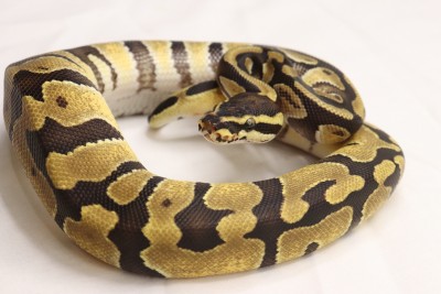 animal image