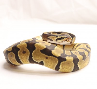 animal image