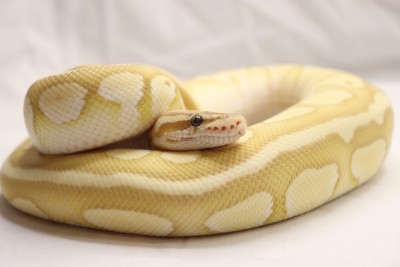 animal image