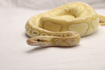 animal image