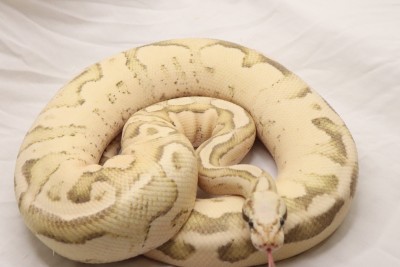 animal image