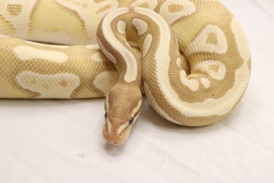 animal image