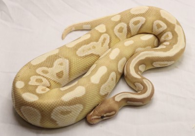 animal image