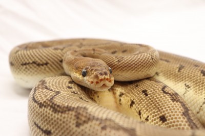 animal image