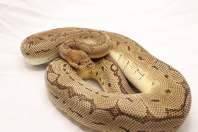 animal image