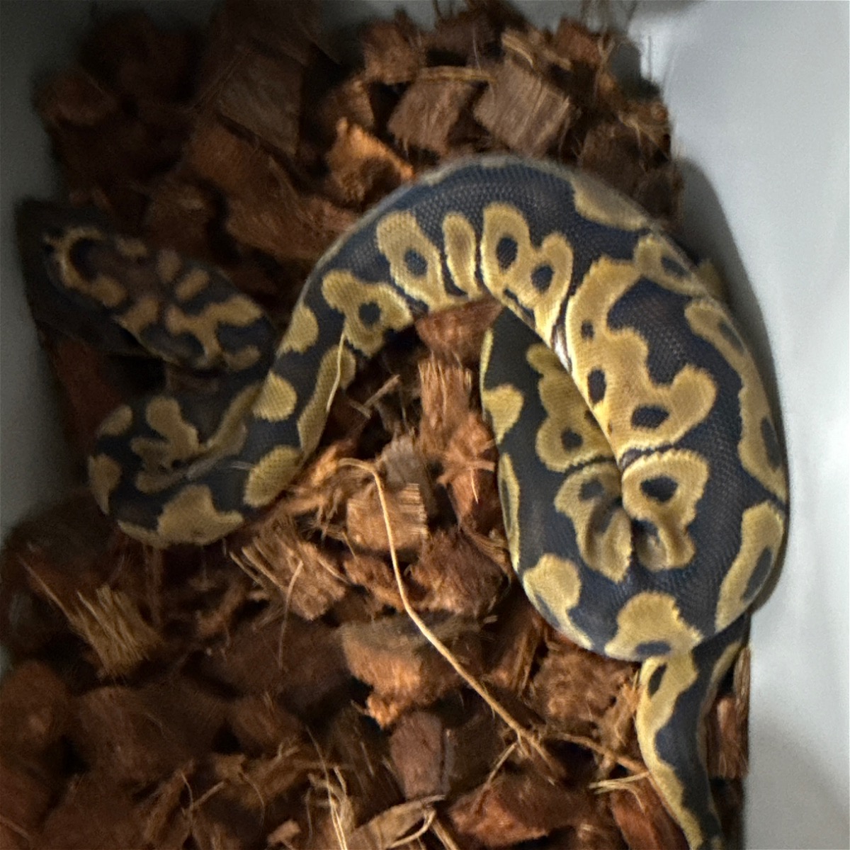 animal image
