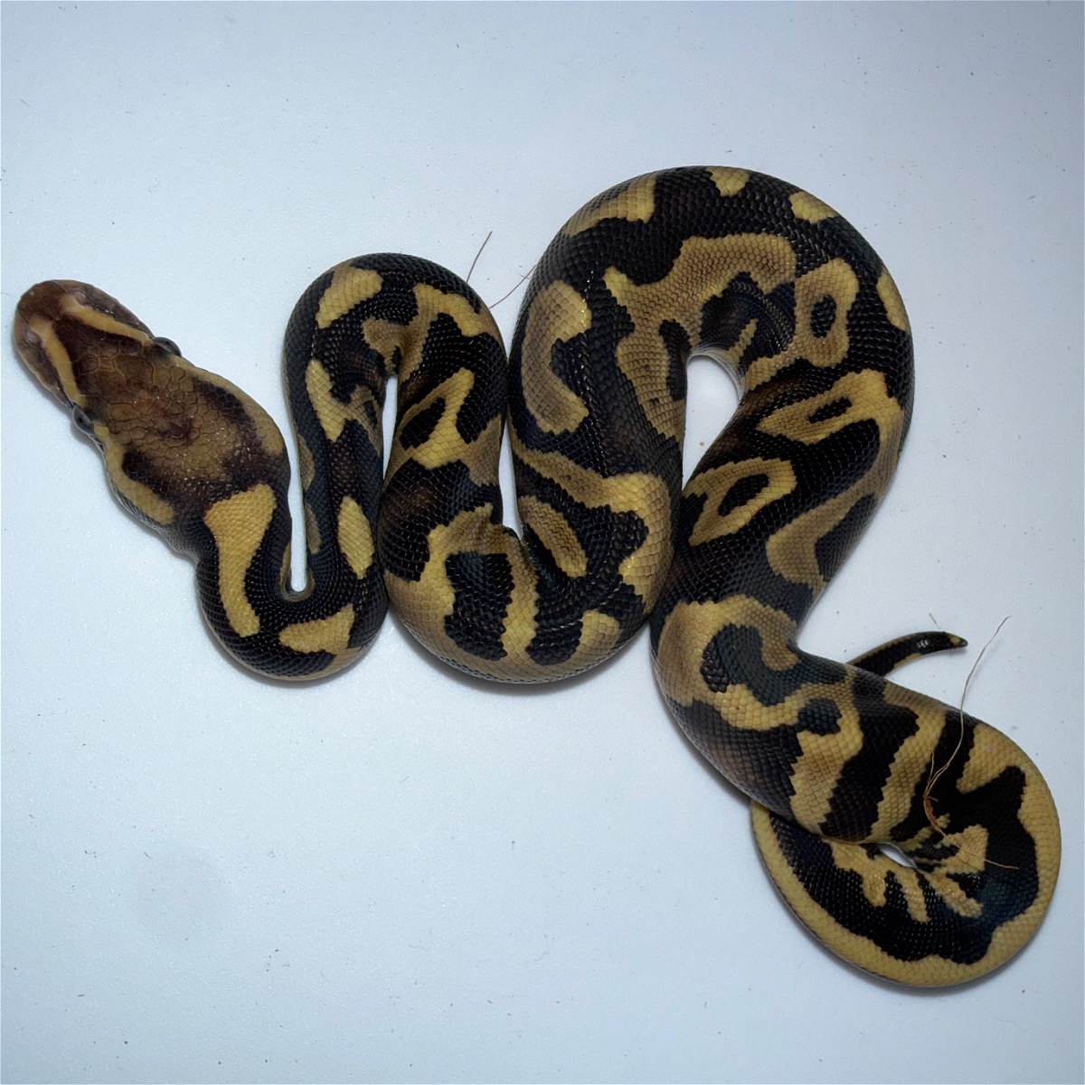 animal image