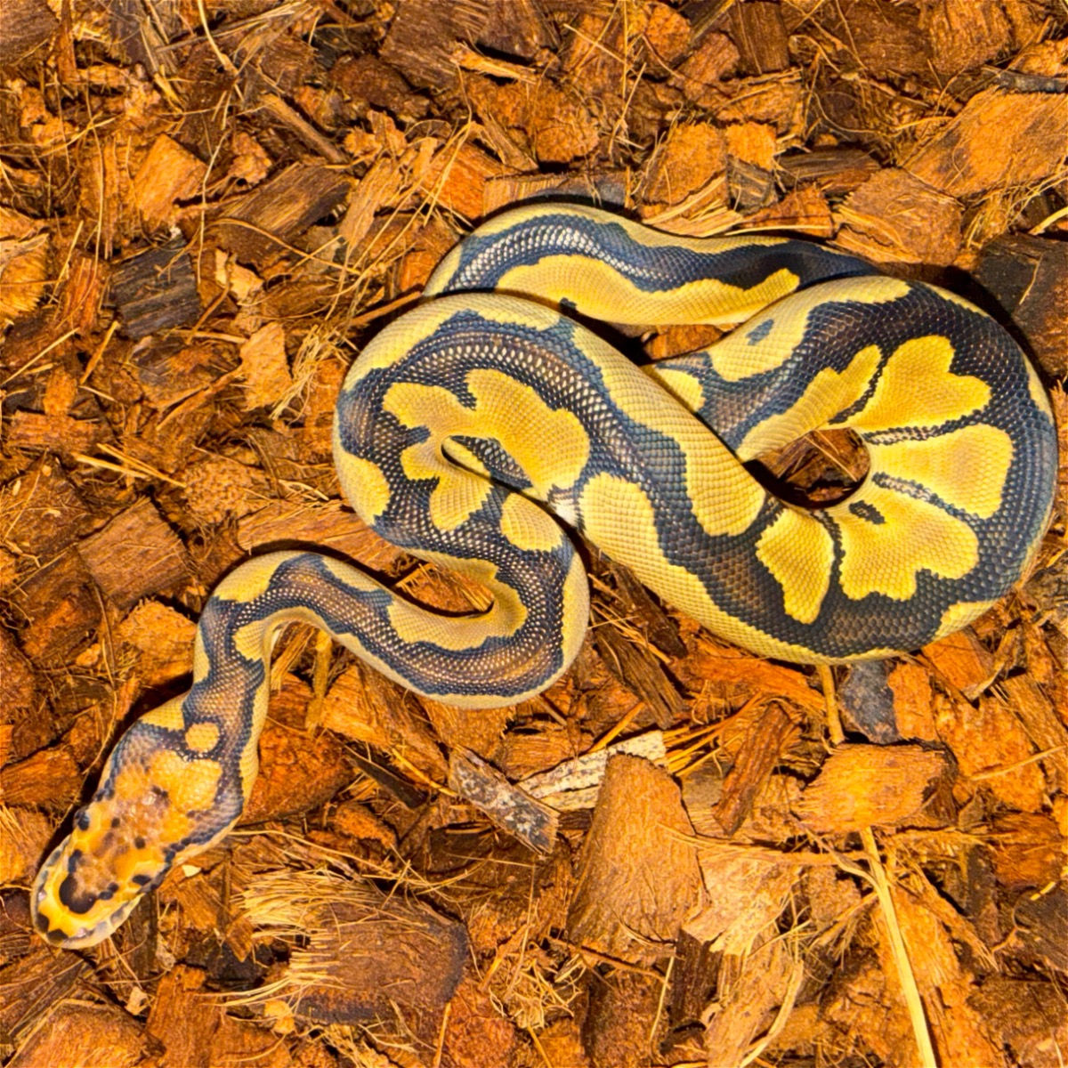 animal image