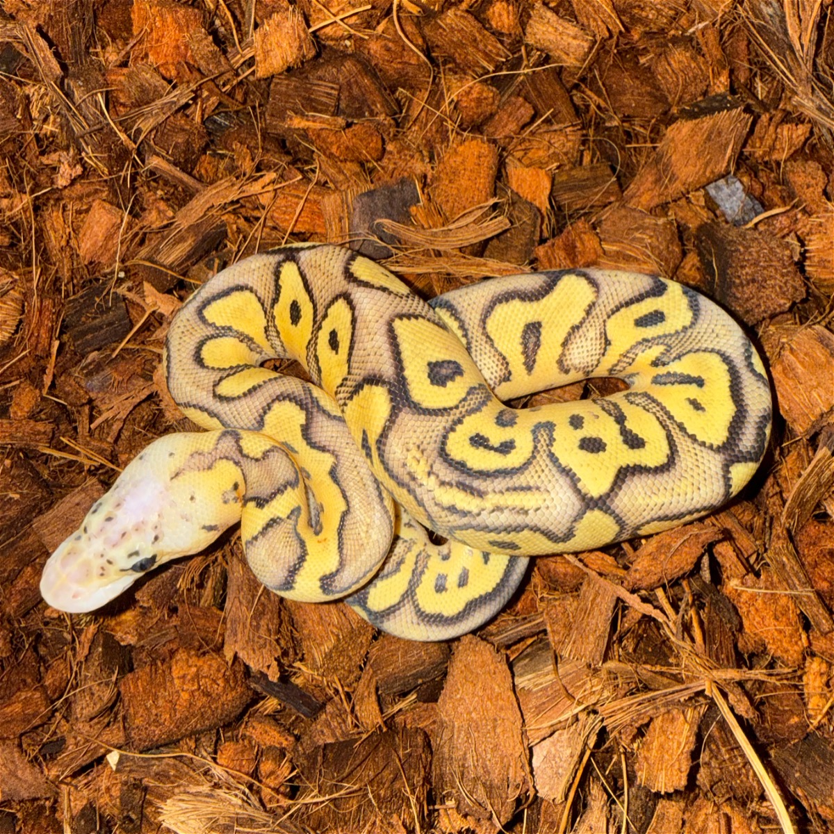 animal image