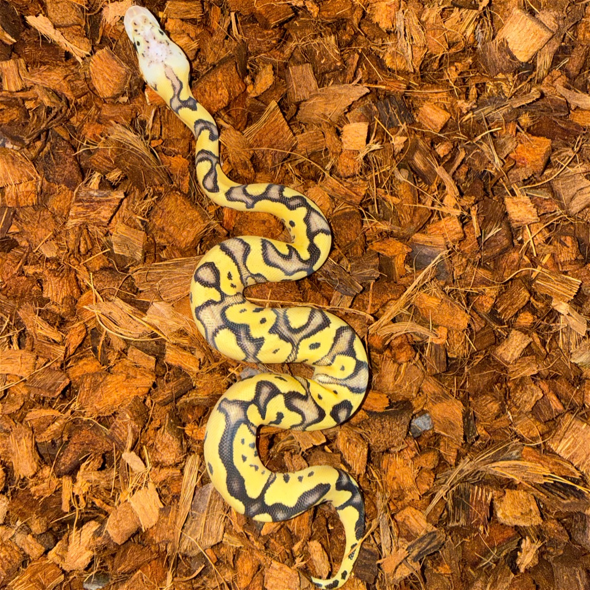 animal image