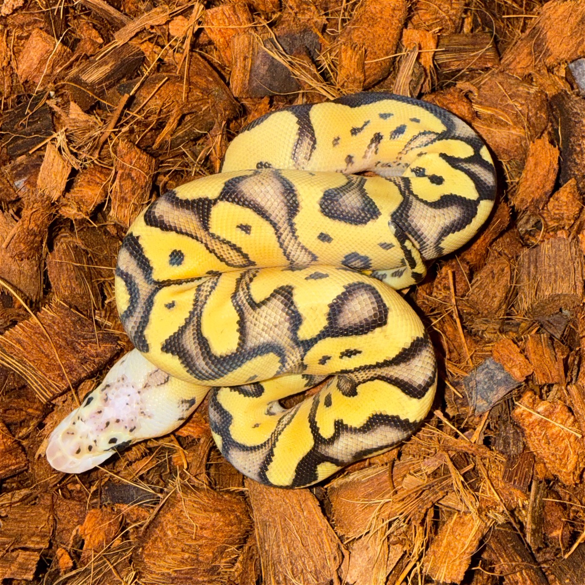 animal image