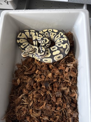 animal image
