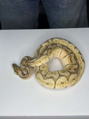 animal image