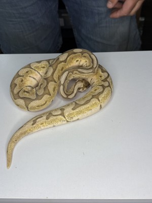 animal image