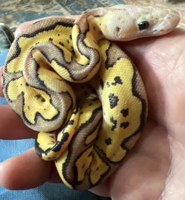 animal image