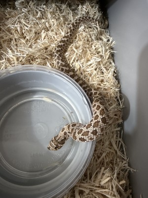 animal image