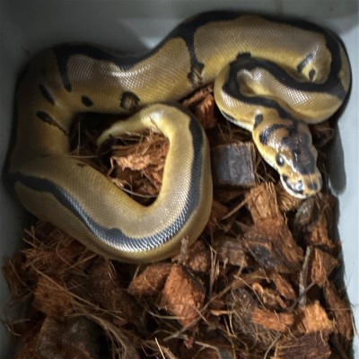 animal image