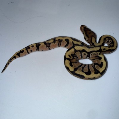 animal image