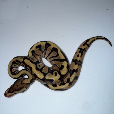 animal image