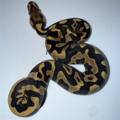 animal image