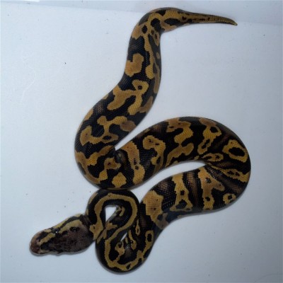 animal image
