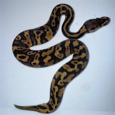 animal image